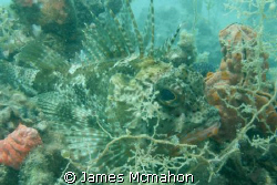 Scorpion Fish ... What's next for dinner.  I like how the... by James Mcmahon 